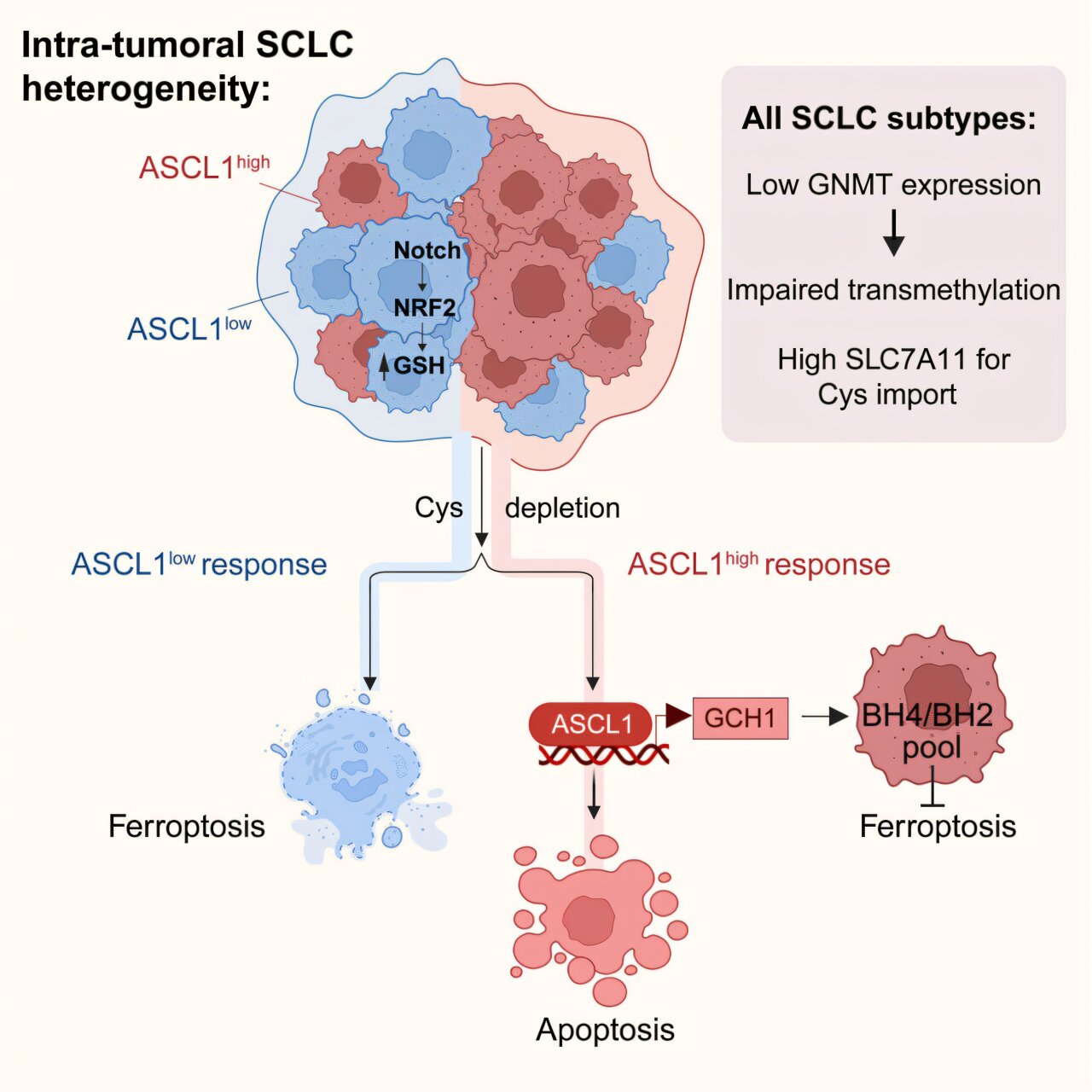 Metabolic vulnerability identified in small cell lung cancer