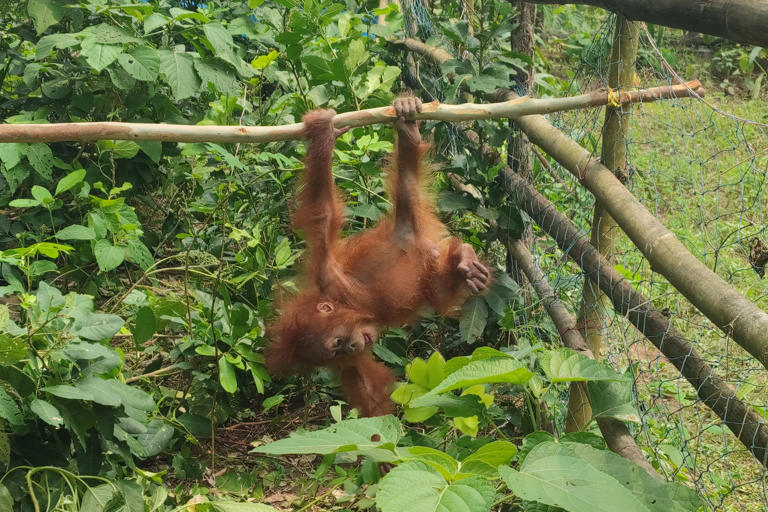 Baby orangutans in India expose illegal wildlife trade