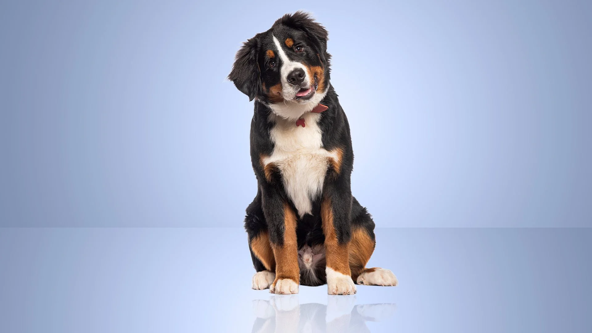 Pet insurance for pre-existing conditions: What you need to know