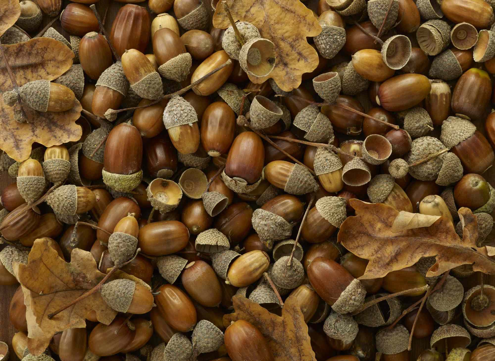 How to get acorns out of your lawn—no rake required
