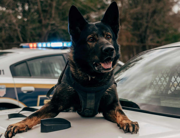 The CIA is investing millions into gene-edited dogs