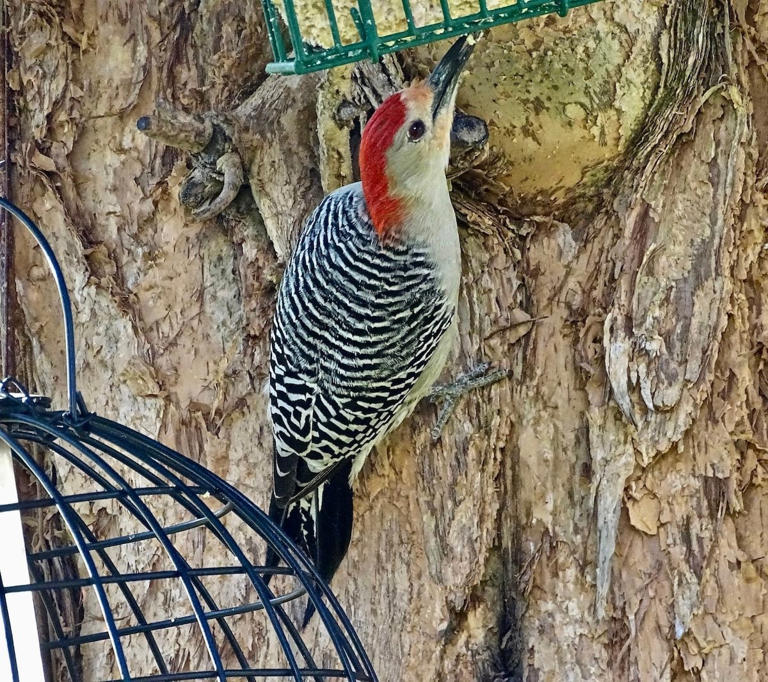 Is hot pepper bird seed safe for birds?