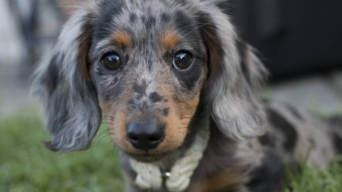 Tiny dapple dachshund uses her giant Bernese mountain dog brother as ...