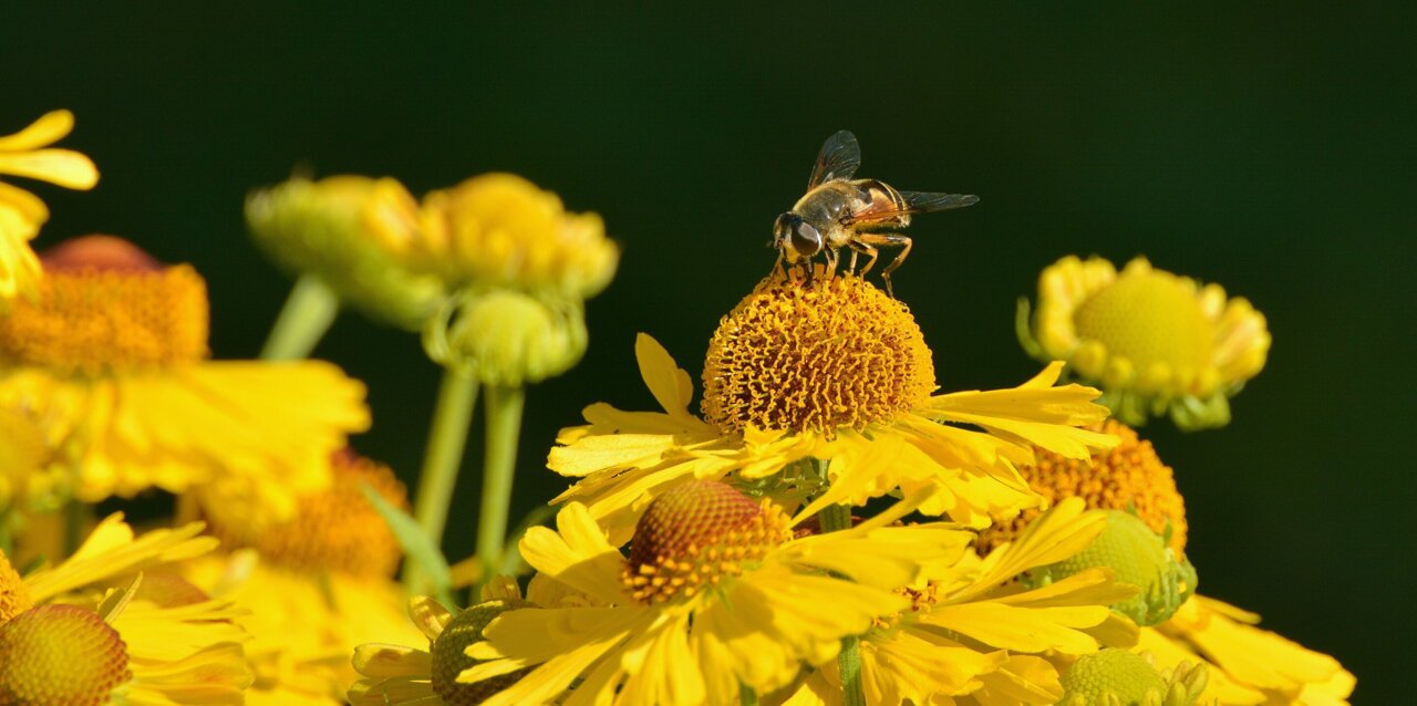 Plants may switch between reproductive strategies more easily than thought