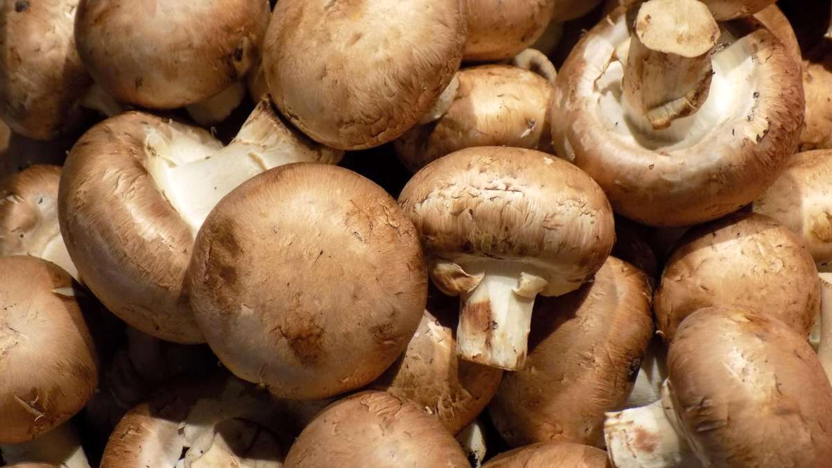 Champignons : comment les conserver plus longtemps sans qu’ils ...
