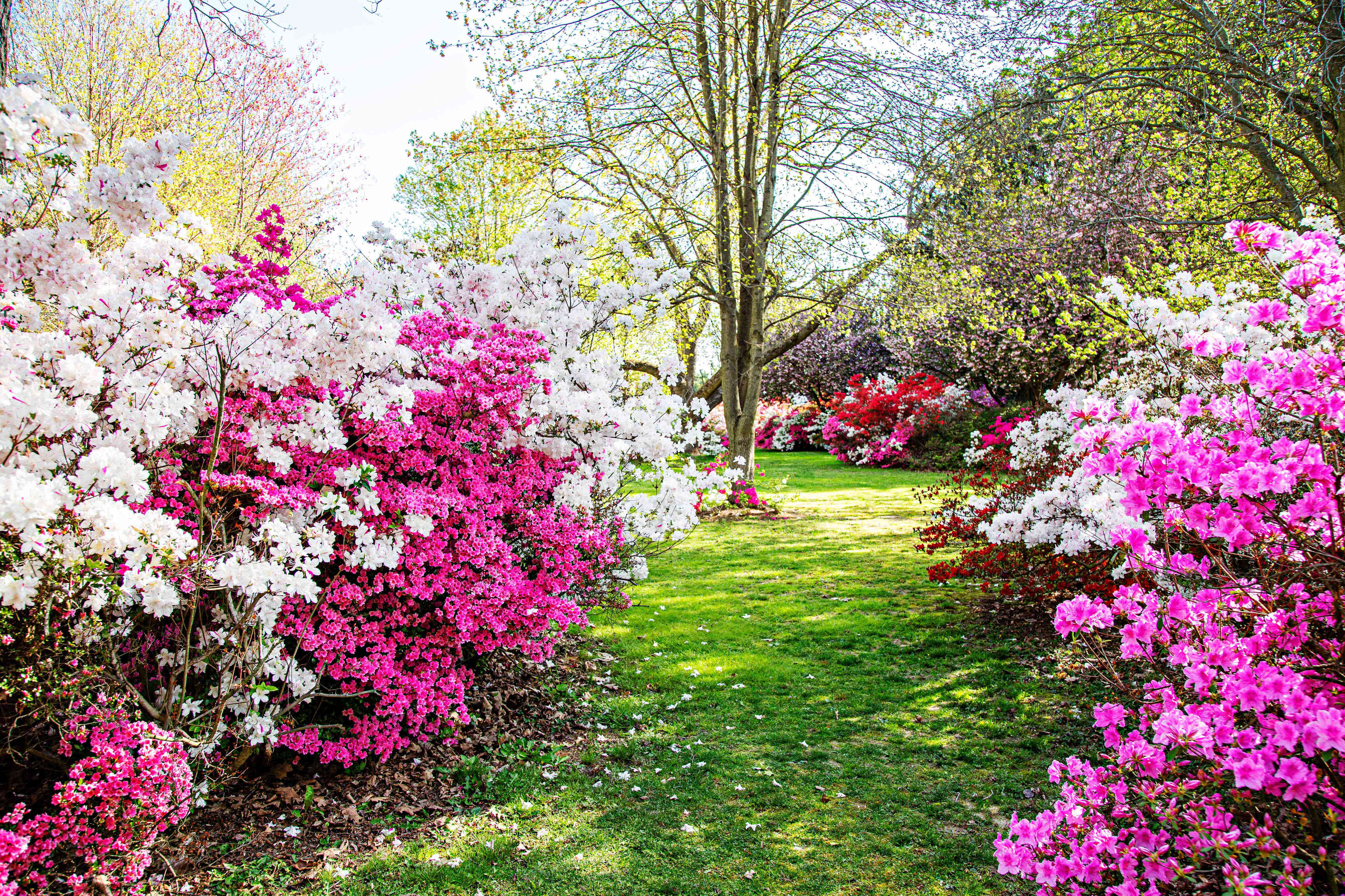 Should you fertilize azaleas in fall? What to do now for brighter blooms