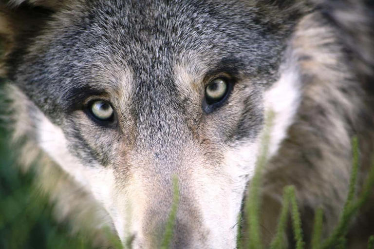 Après les Salins, un loup observé la nuit dans des zones habitées de ...