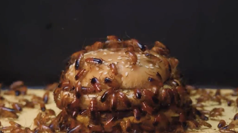 We just wiped out every cockroach. Here’s why that backfires