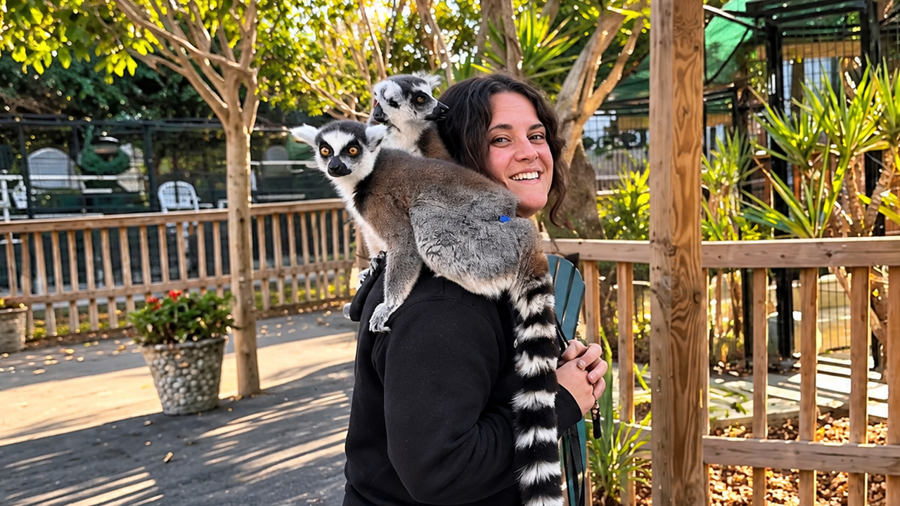 These two ring-tailed lemurs are completely inseparable