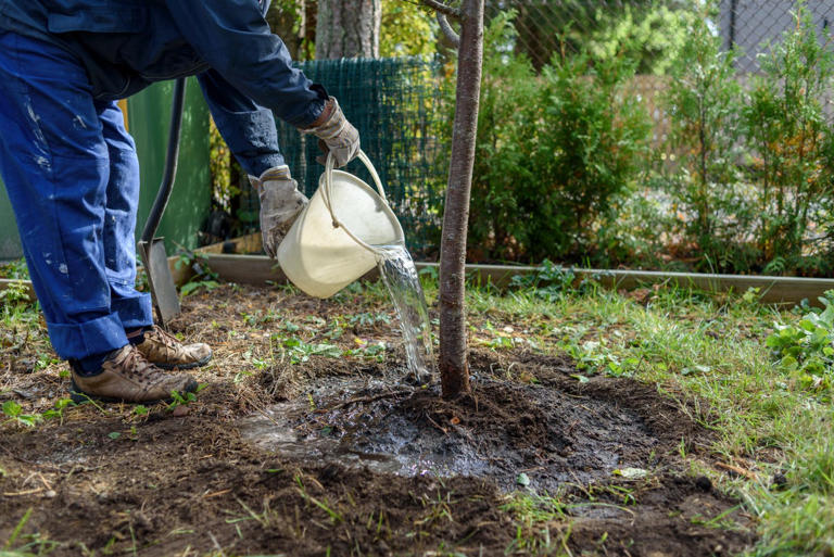 The fall planting mistakes almost everyone makes with trees and shrubs
