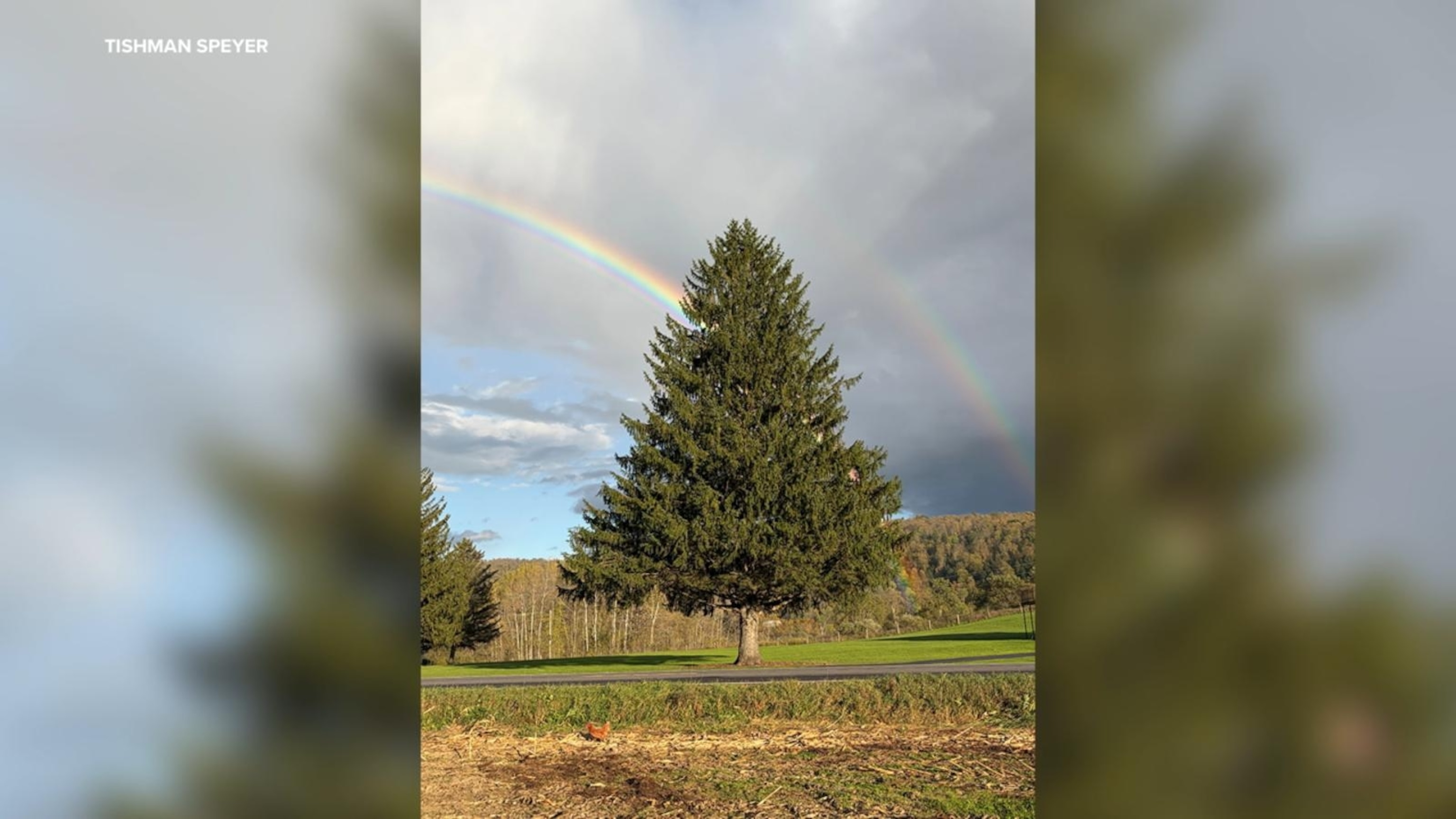 The 2026 Rockefeller Center Christmas tree has been selected