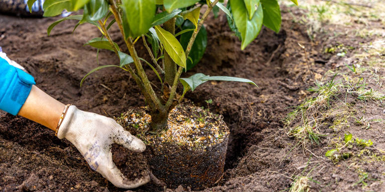 The fall planting mistakes almost everyone makes with trees and shrubs