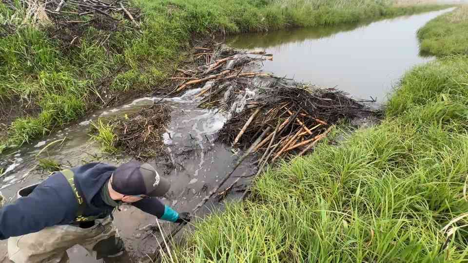 Complete beaver dam removal in my town