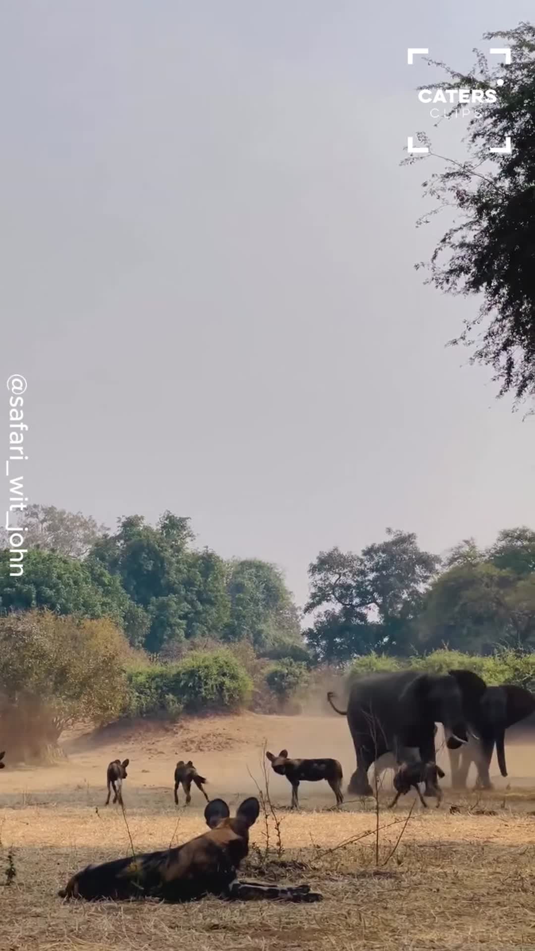 Mother elephant steps towards wild dogs as tiny calf stays close to the ...