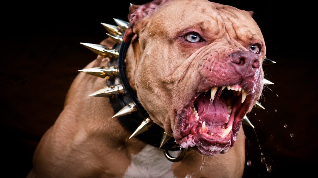 Monsters on a leash: The most dangerous dogs alive