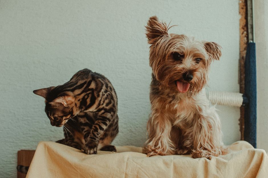 Cats vs. dogs: The household debate that refuses to settle