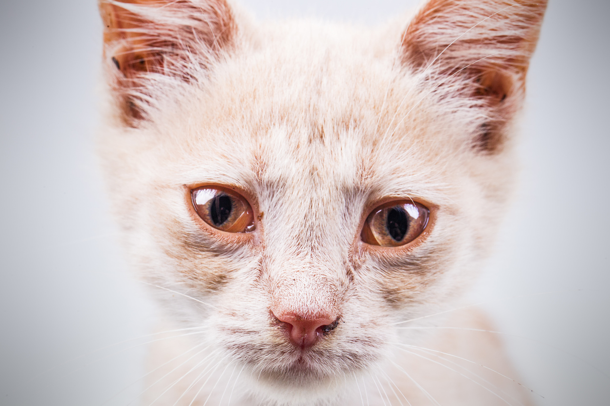 Parvovirus? Non riguarda solo il cane, ma anche il gatto