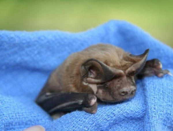 Fall brings safe window to remove bats from Florida homes
