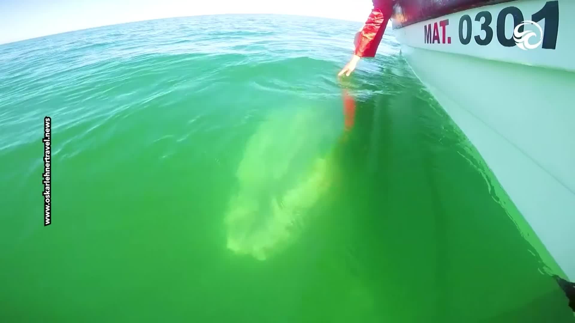 Whale and calf swim side by side beside boat in a close encounter ...