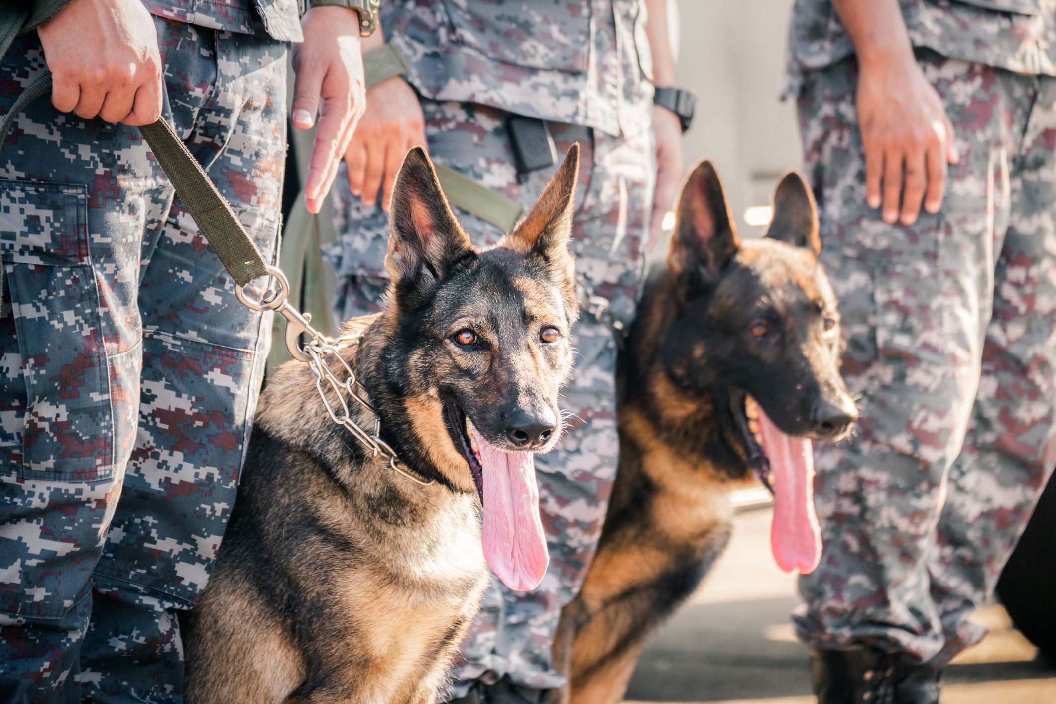 Startup plans cloned super dogs for battlefield
