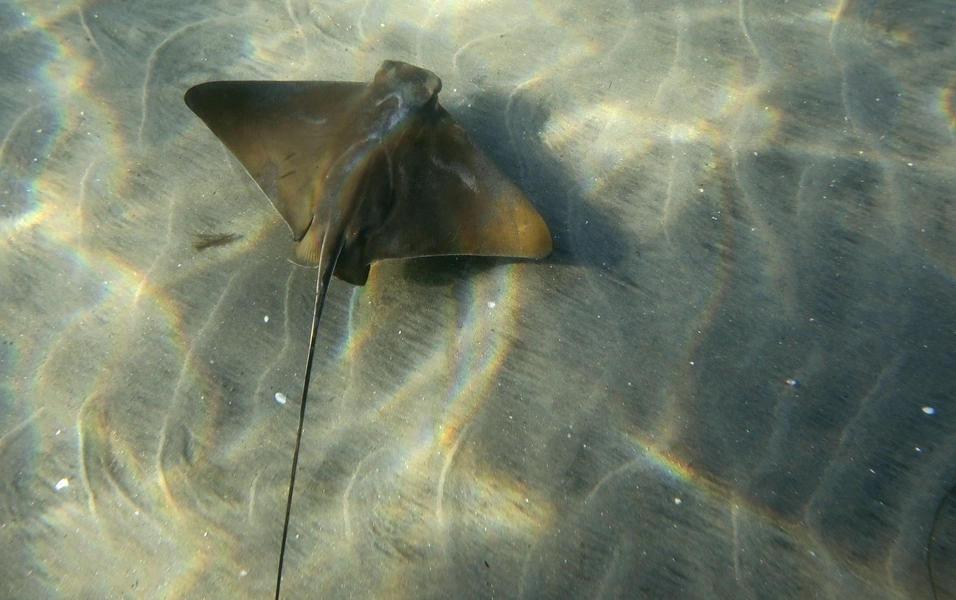 Rare devil rays spotted off California amid El Niño warmth
