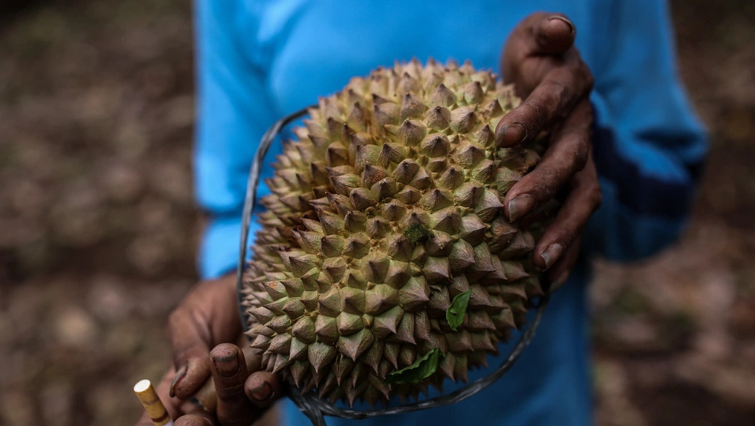Durian lovers guide to the king of fruits