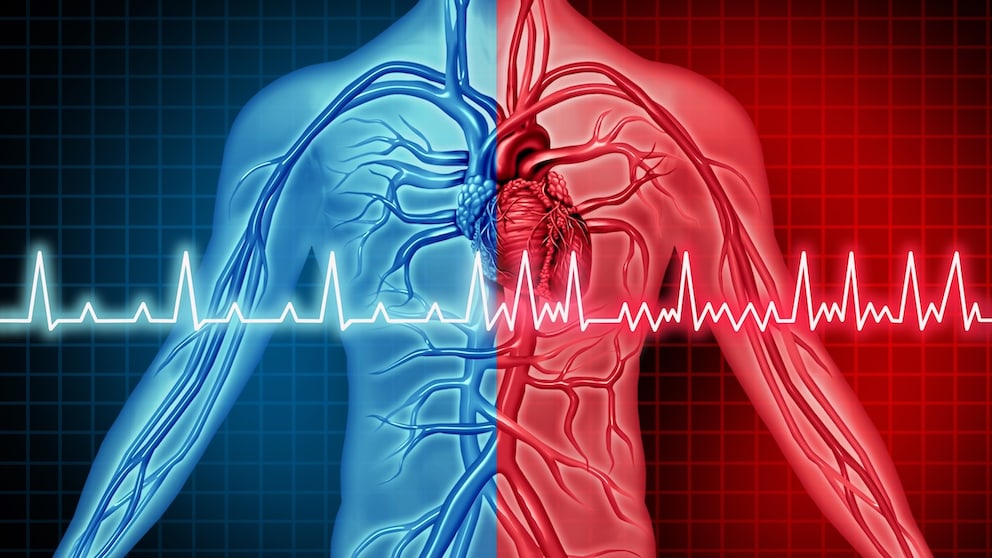 Does testosterone therapy protect the heart or promote atrial fibrillation?