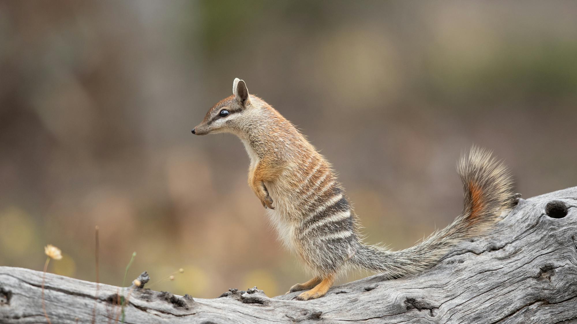 Calling species 'invasive' – and culling them – isn't done lightly. But ...