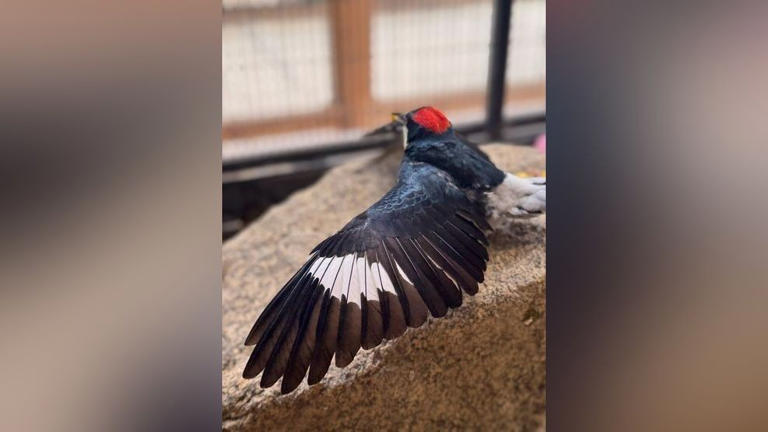 CALM Zoo announce death of Ruby the acorn woodpecker