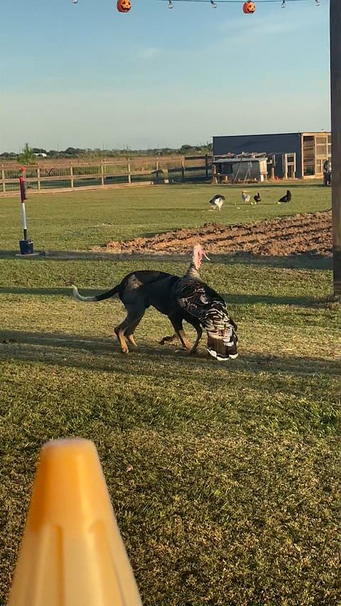 Dog and turkey share playful moment in unlikely friendship