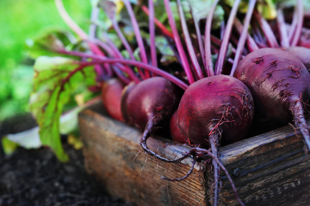 How beets can affect your kidneys if you eat them often