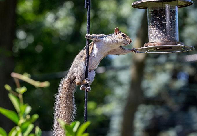 Is hot pepper bird seed safe for birds?