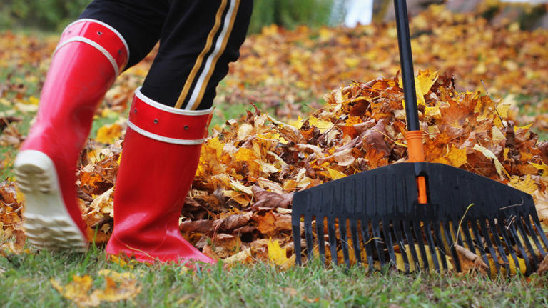 Should you rake your lawn before you mow?