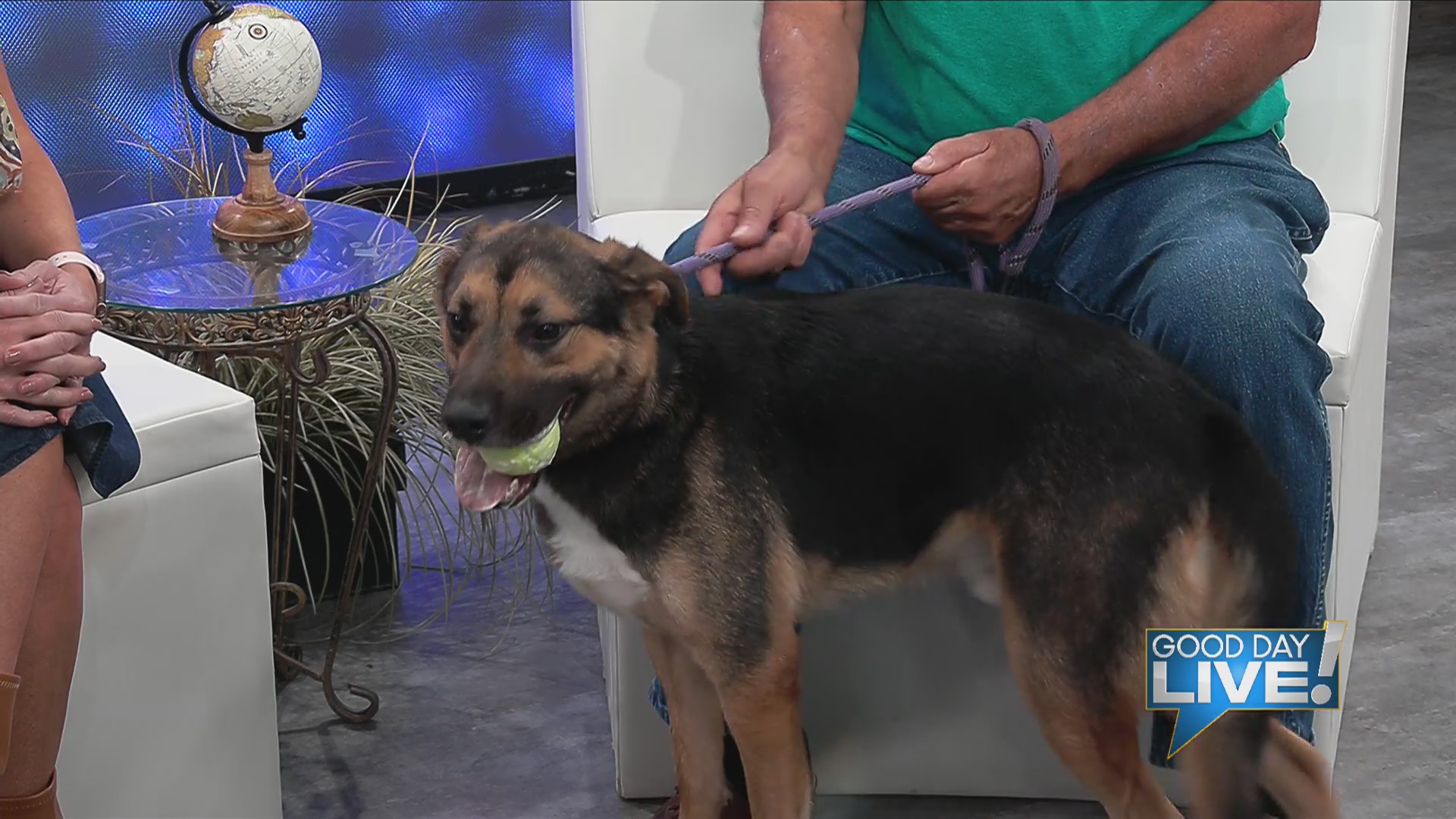Pet of the week: Clark