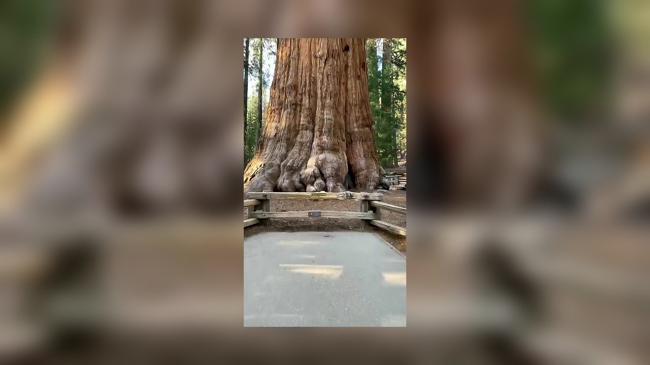 The size of the world's largest tree