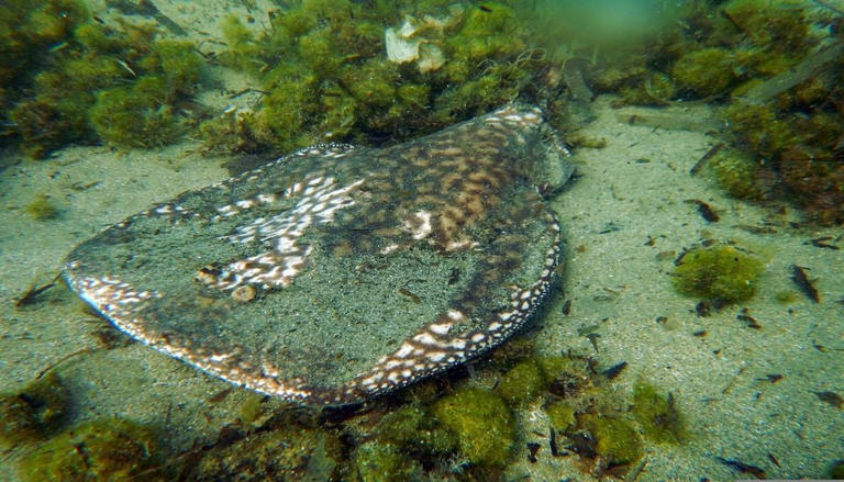 Cet animal marin envoie de puissantes décharges électriques aux requins ...