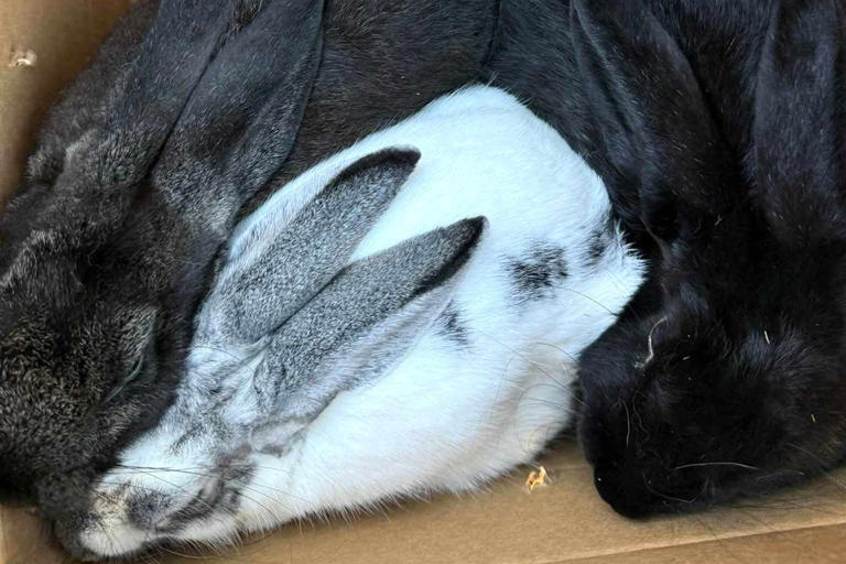 Missouri rescue finds 4 extremely thin bunnies abandoned in a box near ...