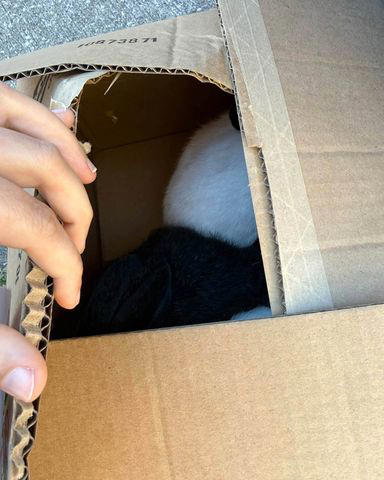 Missouri rescue finds 4 extremely thin bunnies abandoned in a box near ...