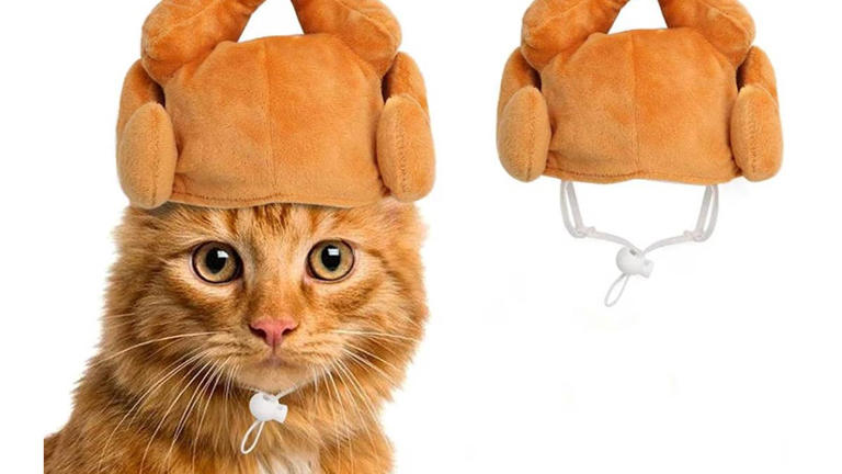 Walmart's $3.59 turkey hat makes your cat look like Thanksgiving dinner