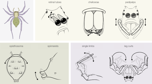 Spiders can rack up REM-like sleep debt (and may even dream), just like ...