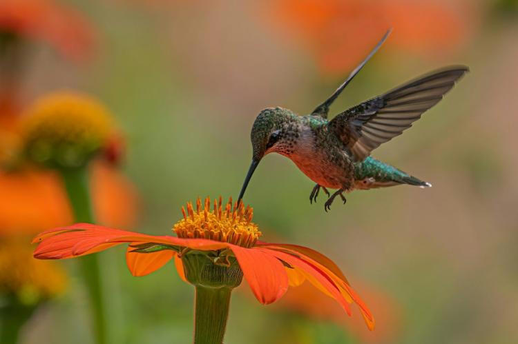 Méduses, moustiques et colibris : comment font‑ils pour goûter leurs ...