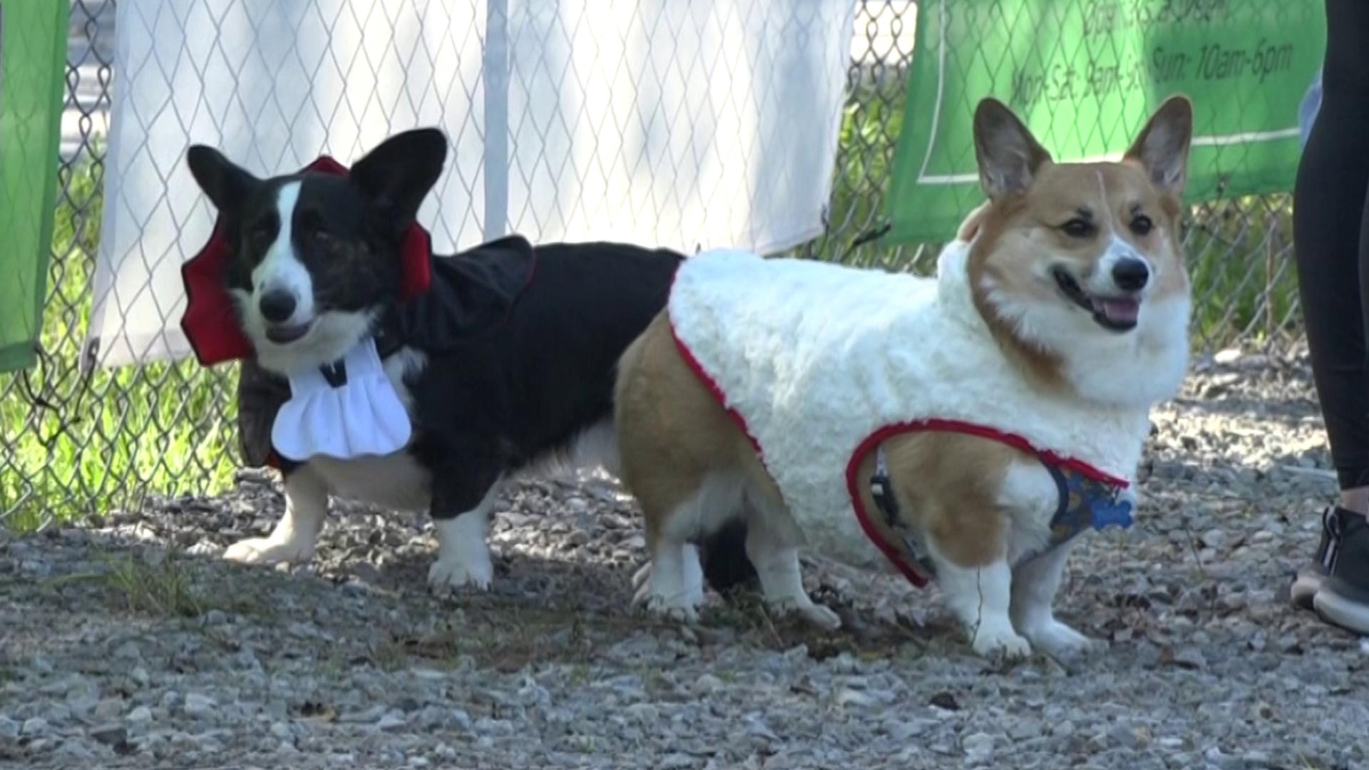 Low-rider Halloween meetup: Toledo Corgis and friends show off their ...