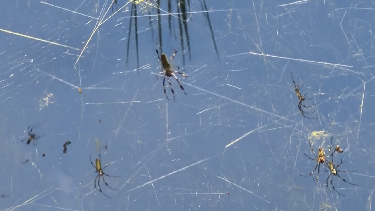 Golden silk spiders mass coexist on light pole