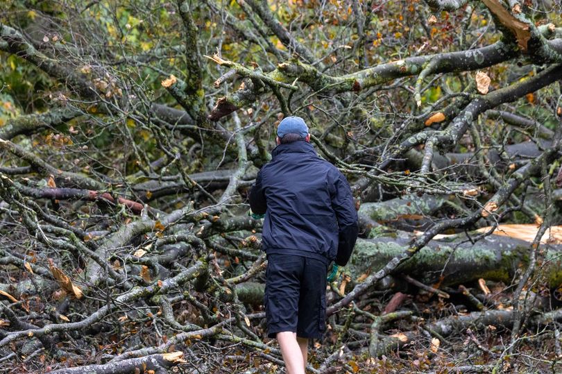Storm fells doomed Clifton tree before axe could fall