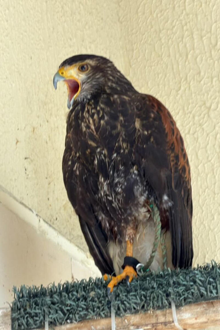 Los centinelas del cielo de Quito: así trabajan las aves rapaces que ...