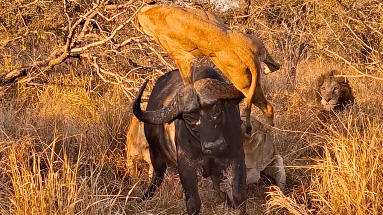 I watched a buffalo's wild survival