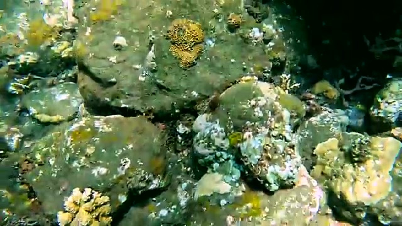 Weedy scorpionfish search finds a seahorse and harlequin shrimp