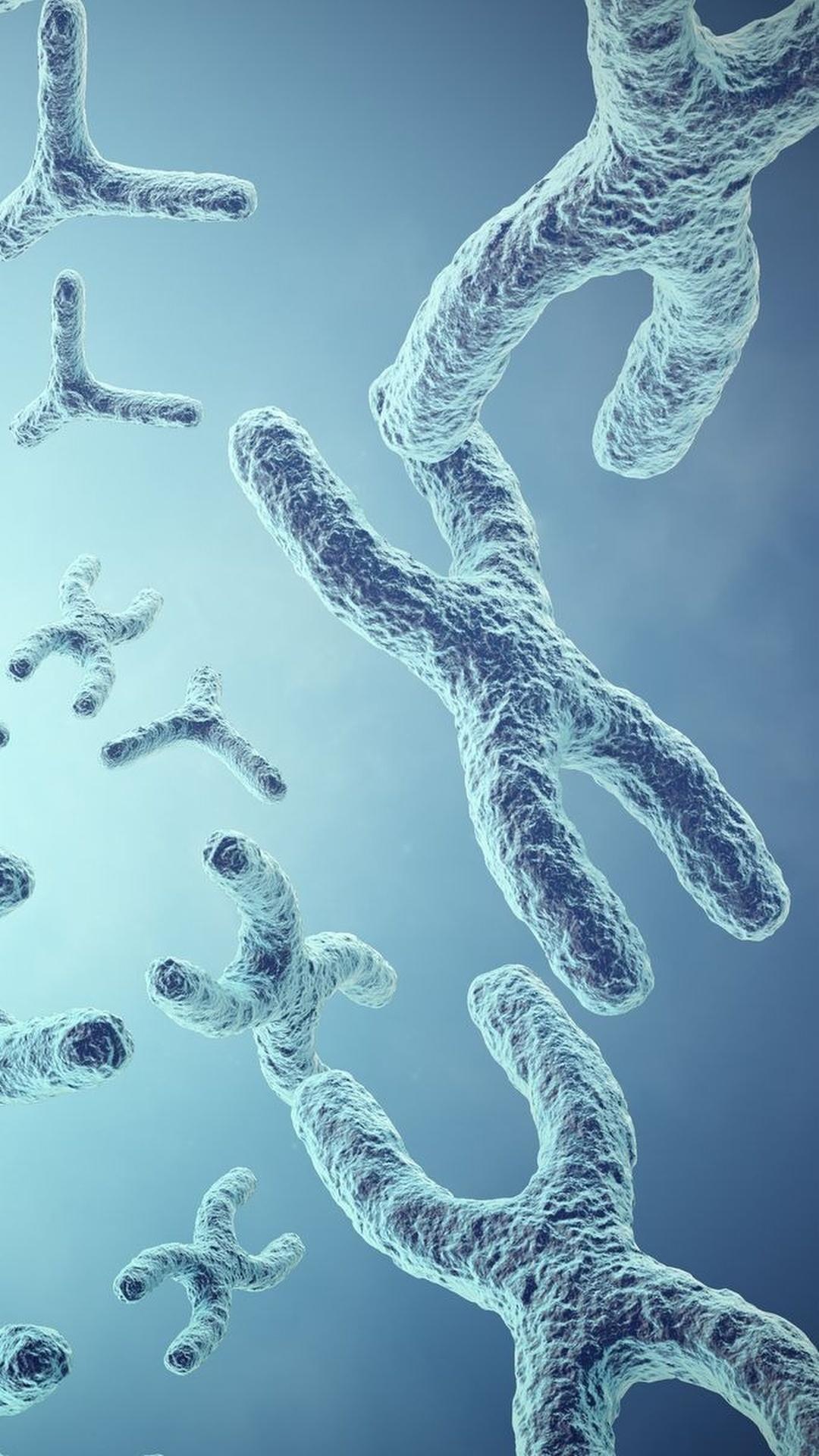 A woman discovered X and Y chromosomes. A man got the credit