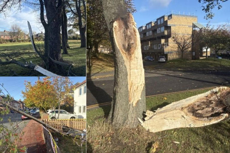 Storm Boelo causes chaos in Newcastle with dozens of trees damaged or ...