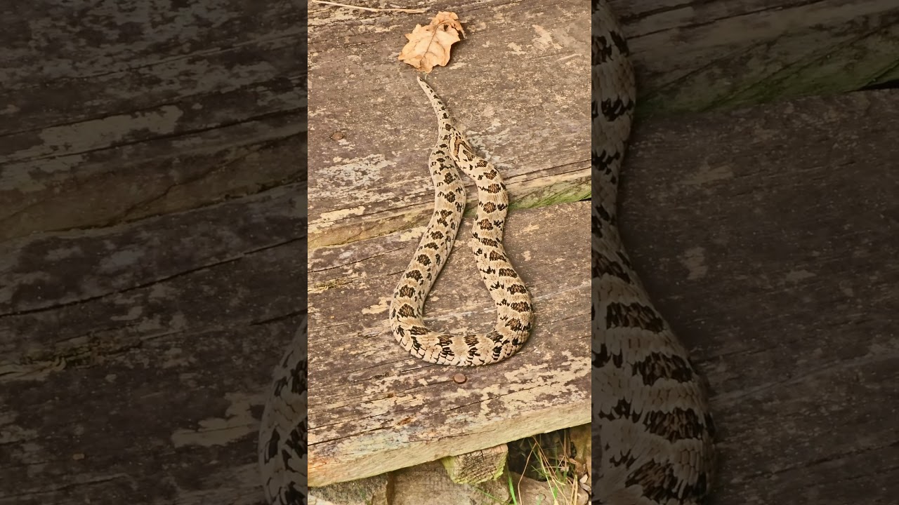 🐍🐍 Rhombic night adder - Lawnwood Snake Sanctuary 🐍🐍